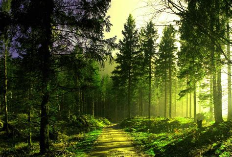 El bosque - ️ SUSCRIBETE AQUI! http://goo.gl/HKuo86 💚Productos de Plim Plim http://bit.ly/2NcadXA¡Siguenos!💙 Escucha en SPOTIFY https://spoti.fi/2RHBNyd💚Face...